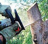 Burwell, NE Tree Services Company