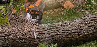 Best Tree Preservation Services  in Burwell, NE