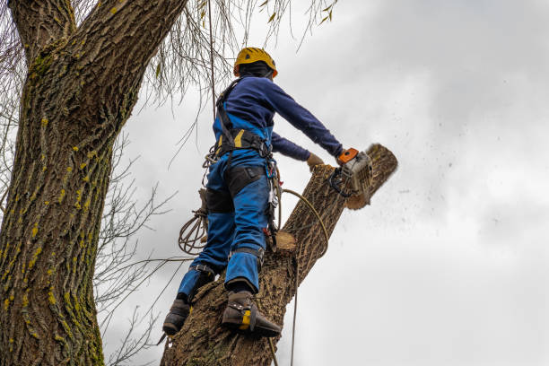 How Our Tree Care Process Works  in  Burwell, NE